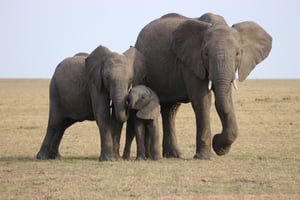 African Elephant Communication & Sound Wave Diffraction