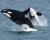 killer-wales-orcas-jumping-300x240